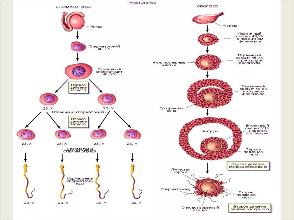 Схема развития половых клеток мейоз оплодотворение. Яичник гаметогенез. Развитие половых клеток мейоз оплодотворение. Образование половых клеток и оплодотворение у растений и животных.
