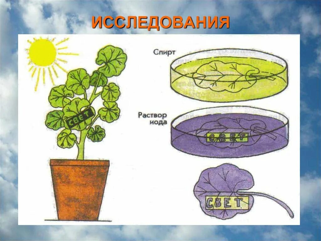 Опыт фотосинтез вода. Опыты с растениями. Эксперимент с комнатными растениями. Эксперименты с растениями по биологии. Опыты по фотосинтезу.