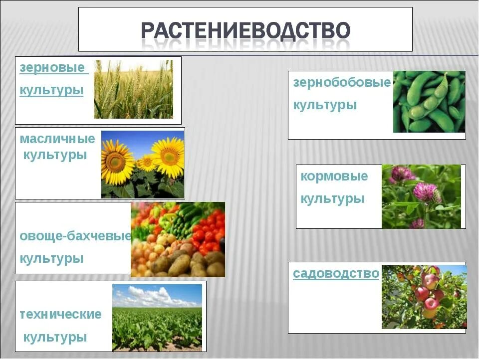 Название группа растений где выращивают. Отрасли растениеводства. Культурные растения Плодоводство. Отрасли растениеводства растения. Культуры растений:технические культуры.