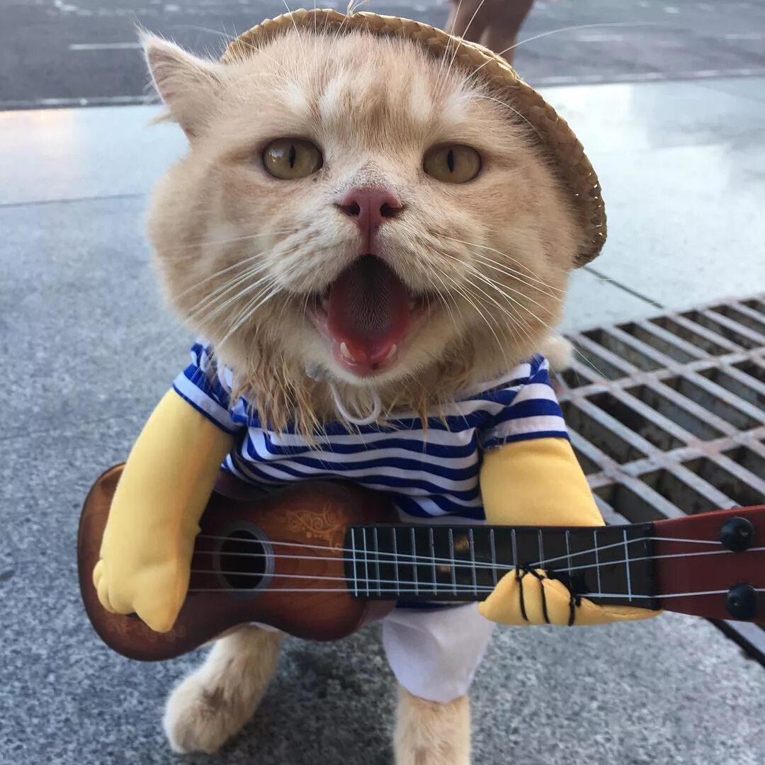 Even the cat