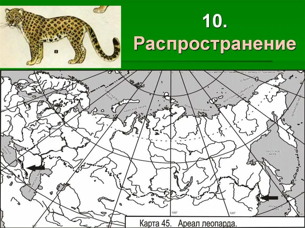 Рысь обитание в россии. Дальневосточный леопард карта обитания. Сервал ареал обитания. Переднеазиатский леопард ареал обитания. Ареал распространения рыси в России.