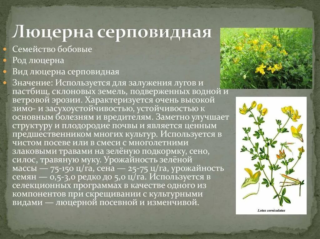 Люцерна растение лечебное свойство. Люцерна характеристика. Люцерна характеристика растения. Люцерна кормовая культура. Люцерна характеристика.