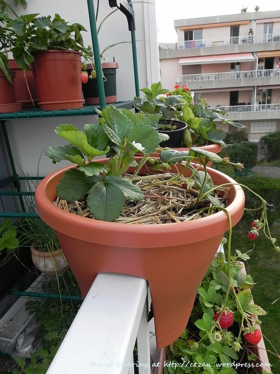 Можно выращивать клубнику на балконе. Ремонтантная земляника в горшках на балконе. Ремонтантная клубника на балконе. Клубника в горшках на балконе. Клубника в кашпо на балконе.