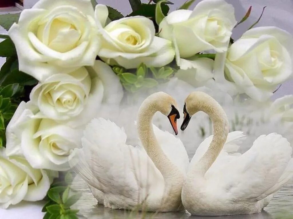 Счастье и верность. Лебеди свадьба. Свадебные открытки с лебедями. Красивые лебеди. Свадебные кольца и лебеди.