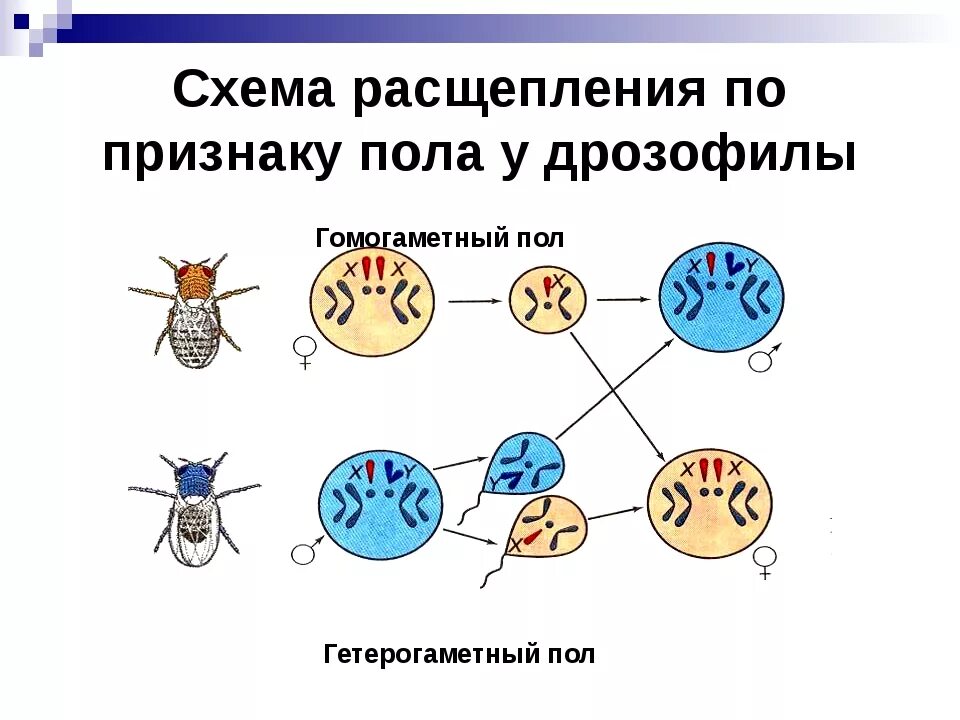 Сколько хромосом в половых клетках дрозофилы. Генетика пола наследование сцепленное с полом презентация. сцепленное наследование признаков генетика пола. схема сцепленного наследования признаков. наследование признаков у дрозофилы таблица.