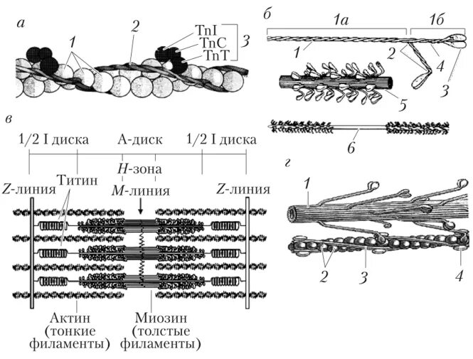 Строение мышцы актин и миозин. Миозиновые филаменты функции. Актиновые филаменты строение. Актин и миозин схема. Актин ткань