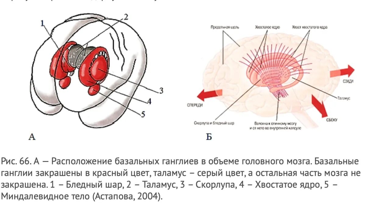 Базальные ганглии мозга. Скорлупа базальные ядра. Базальные ганглии и стриатум. Базальные ядра таламуса. Бледный шар скорлупа хвостатое ядро.