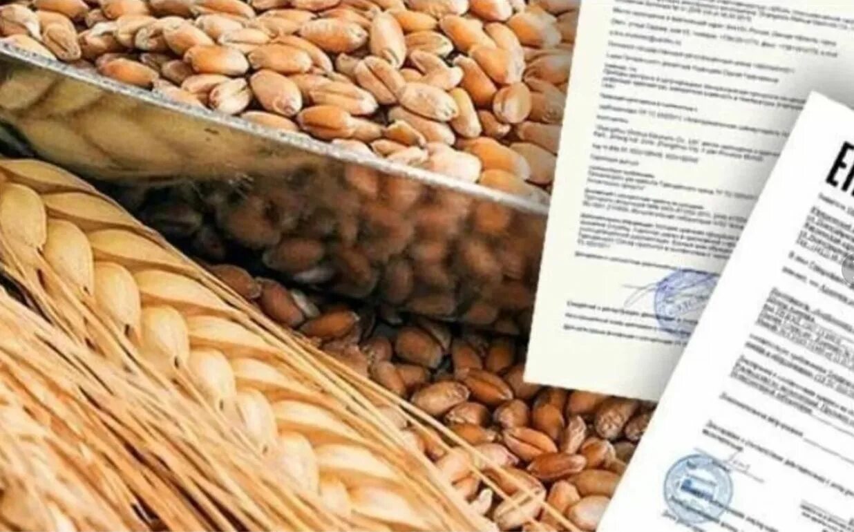 Как оформить партию зерна. Декларация на зерно. декларация о соответствии качества зерна. декларирование пшеницы. декларация соответствия на фуражное зерно.