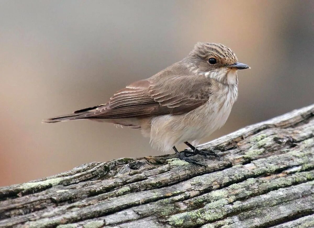 Серая мухоловка. Мухоловка серая птичка. Серая мухоловка (Muscicapa striata). Лесная сорокопутовая мухоловка. Серая птица дом