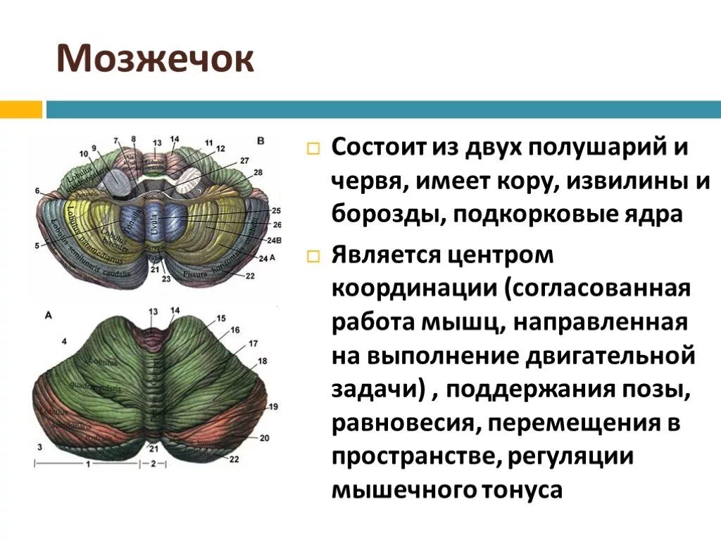 Мозжечок структура и функции. Мозжечок строение и функции анатомия. Функциональные отделы мозжечка. Строение отдела мозжечка.