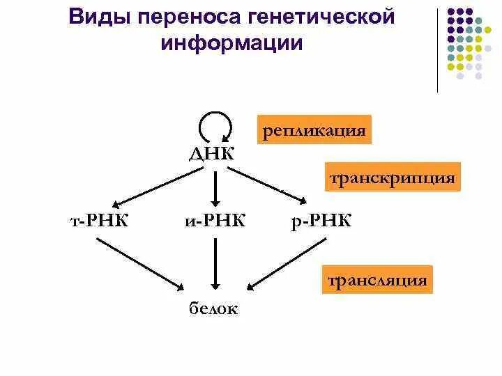 Реализация генетической информации в ходе транскрипции. Реализация генетической информации в ходе транскрипции
