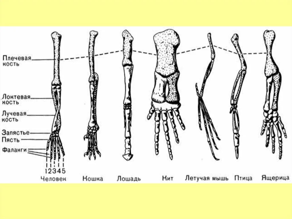 Строение скелета передних конечностей позвоночных. Скелет передней конечности наземного позвоночного. Скелет передней конечности млекопитающих. Пятипалые конечности у животных.