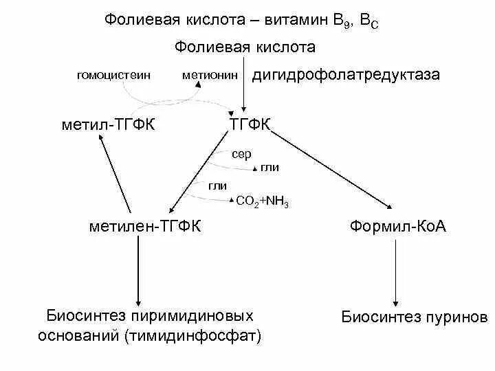 Функции фолиевой кислоты биохимия. Синтез фолиевой кислоты схема. Биосинтез витамина в12 схема. Механизм действия фолиевой кислоты.