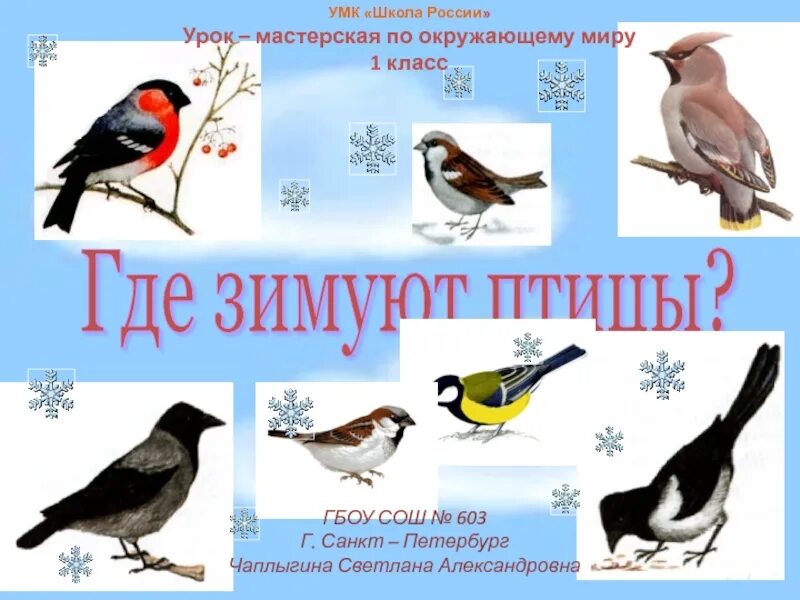 Зимующие птицы 1 класс. Где зимуют птицы. Зимующие птицы 1 класс окружающий. Где зимуют птицы 1 класс.