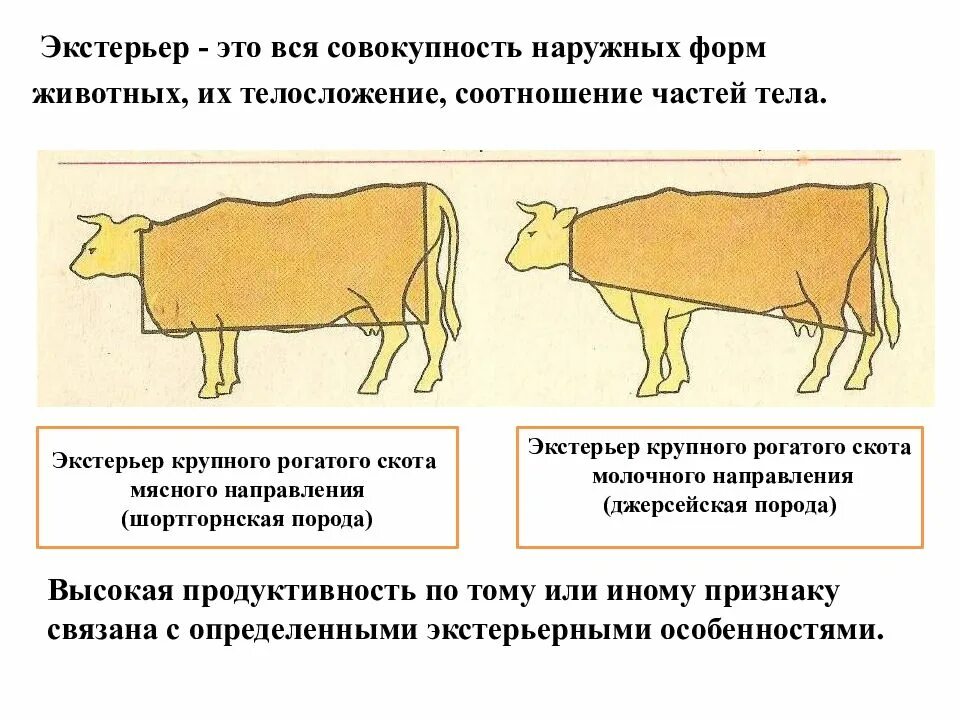 Селекция животных экстерьер. Экстерьер крс молочного направления. экстерьер интерьер и конституция крупного рогатого скота. экстерьер крс молочного направления продуктивности. экстерьер селекция.