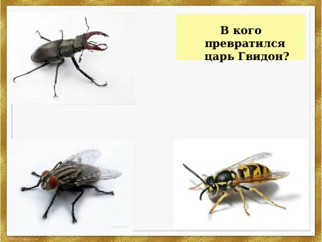 В каких насекомых превращался царь гвидон. В кого превращался царь гвидон. в кого превратился царь гвидон в первый раз. в кого превращался. картинки в кого превращался царь гвидон.
