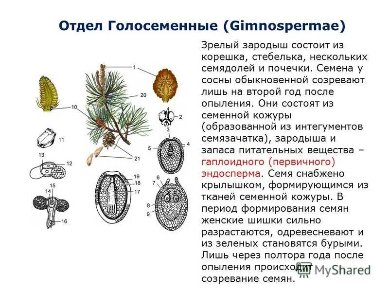 Эндосперм развивается из. Триплоидный эндосперм у голосеменных. Гаплоидный и триплоидный эндосперм. Цикл развития голосеменных растений. Размножение голосеменных хвойных.
