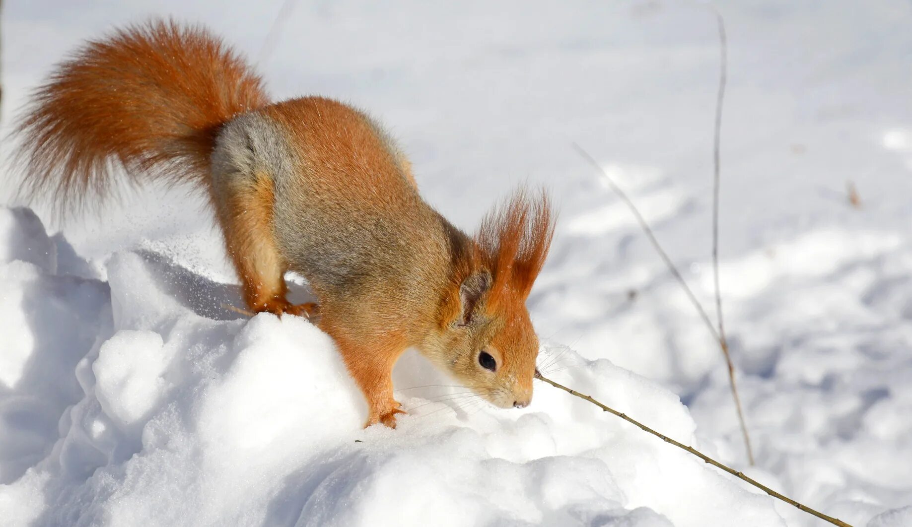 белка ночью в лесу. спят ли белки зимой. самка белки. хорошо в декабре белке разных. красивая белочка зимой.
