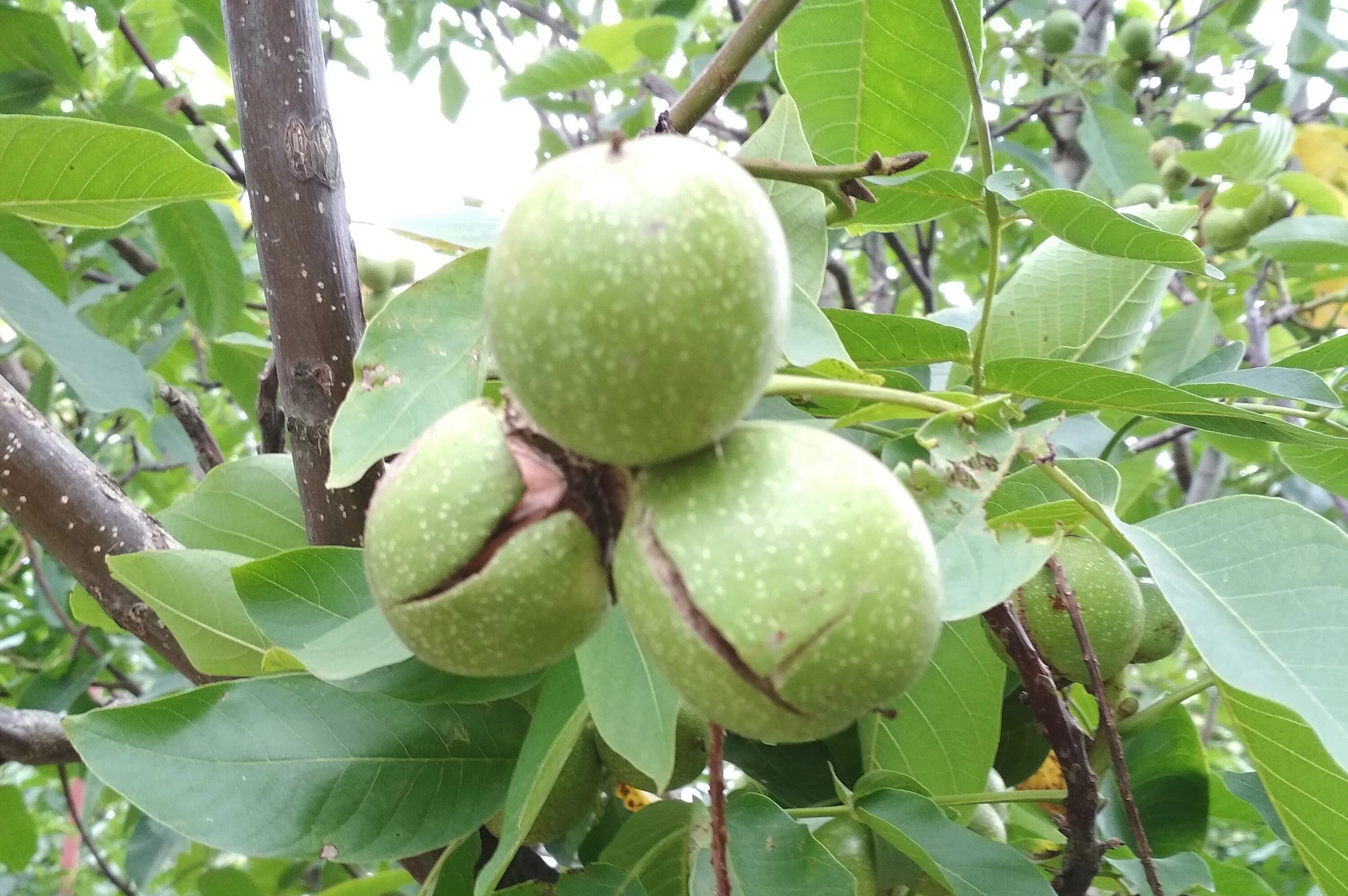 Орех маньчжурский - juglans mandshurica плод. Орех грецкий скороплодный. Орешник дерево грецкий орех. Грецкий орех дерево. Грецкий орех сорт астаховский.