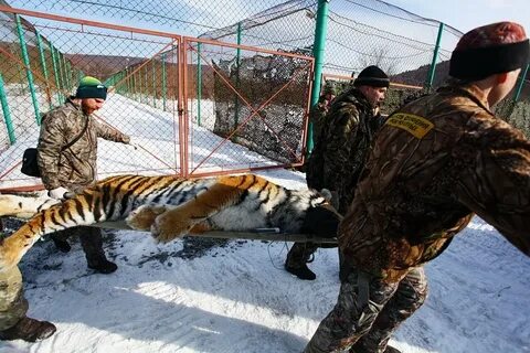 Тигр в приморском крае