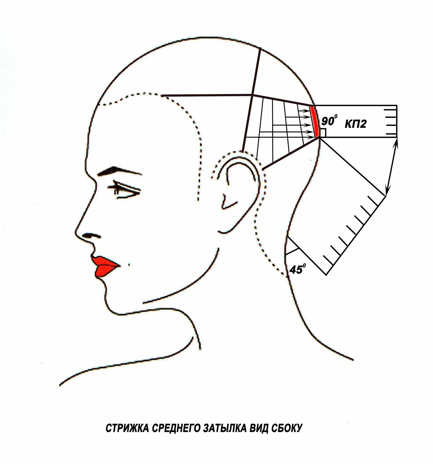 зоны головы для стрижки. Vidal sassoon техника стрижки схемы. стрижка гаврош схема выполнения. схема стрижки пикси на короткие волосы. зоны женской стрижки.