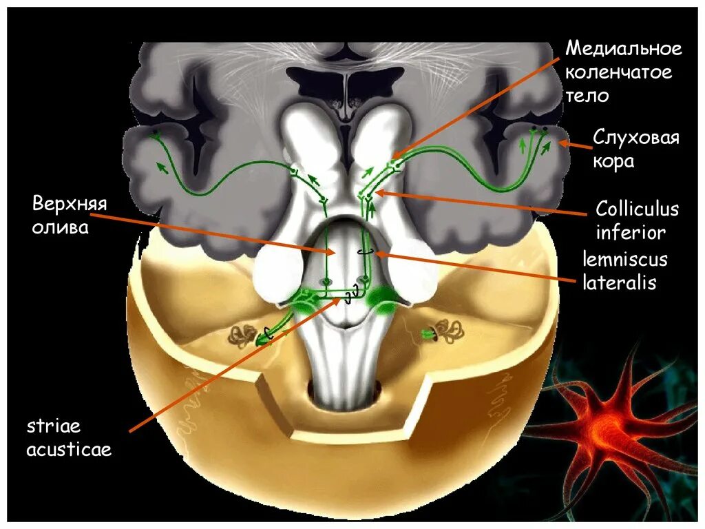 Коленчатые тела мозга. Медиальное коленчатое тело таламуса. Латеральное коленчатое тело. Латеральное коленчатое тело мозга. Медильные коленчаты Етела.