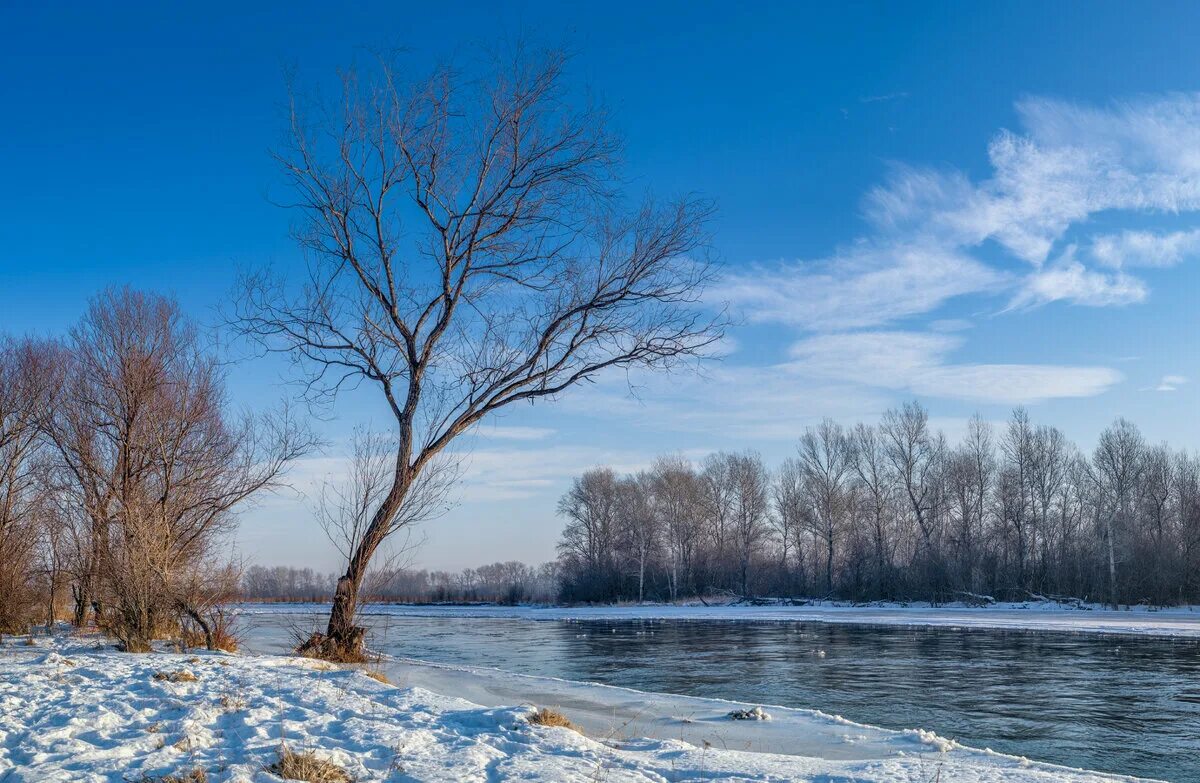 Почти март. Подснежники в снегу. Первоцветы (подснежники, крокусы, гиацинты). Март пейзаж. Весенняя природа.