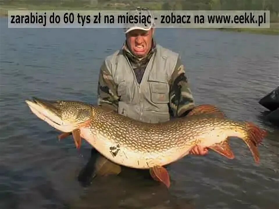 Щука 100 кг. Щука 25 кг. Щука 80 кг. Щука 16 кг. Рыбалка фото.