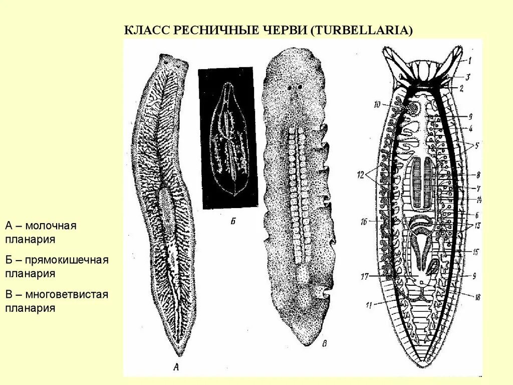 Система ресничных червей. Плоские черви молочная планария. Плоские черви турбеллярии. Ресничные черви молочная планария. Турбеллярии строение.