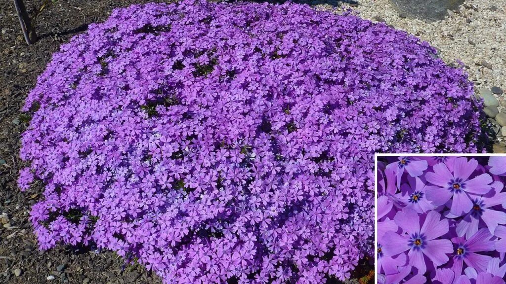 Флоксы шиловидные многолетние фото. Флокс шиловидный. Флокс шиловидный (Phlox subulata). Флокс шиловидный Zwergenteppich. Флокс шиловидный Spring Purple.