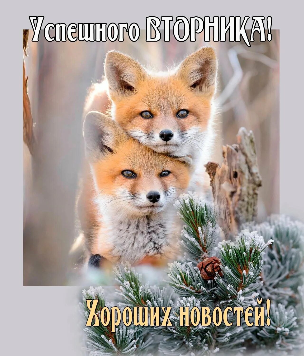С последним вторником февраля доброе утро. Последний вторник года. последний вторник в этом году. поздравление с последним вторником уходящего года. с последним вторником зимы.
