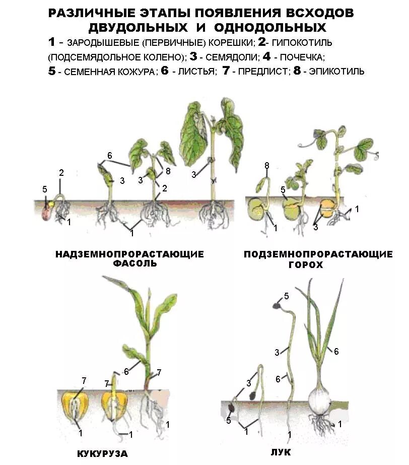 Влияние какого развития проростков иллюстрирует данный опыт. Проростки однодольных растений. Прорастание пшеницы схема. Проростки двудольных растений. Проростки фасоли в разных фазах роста.