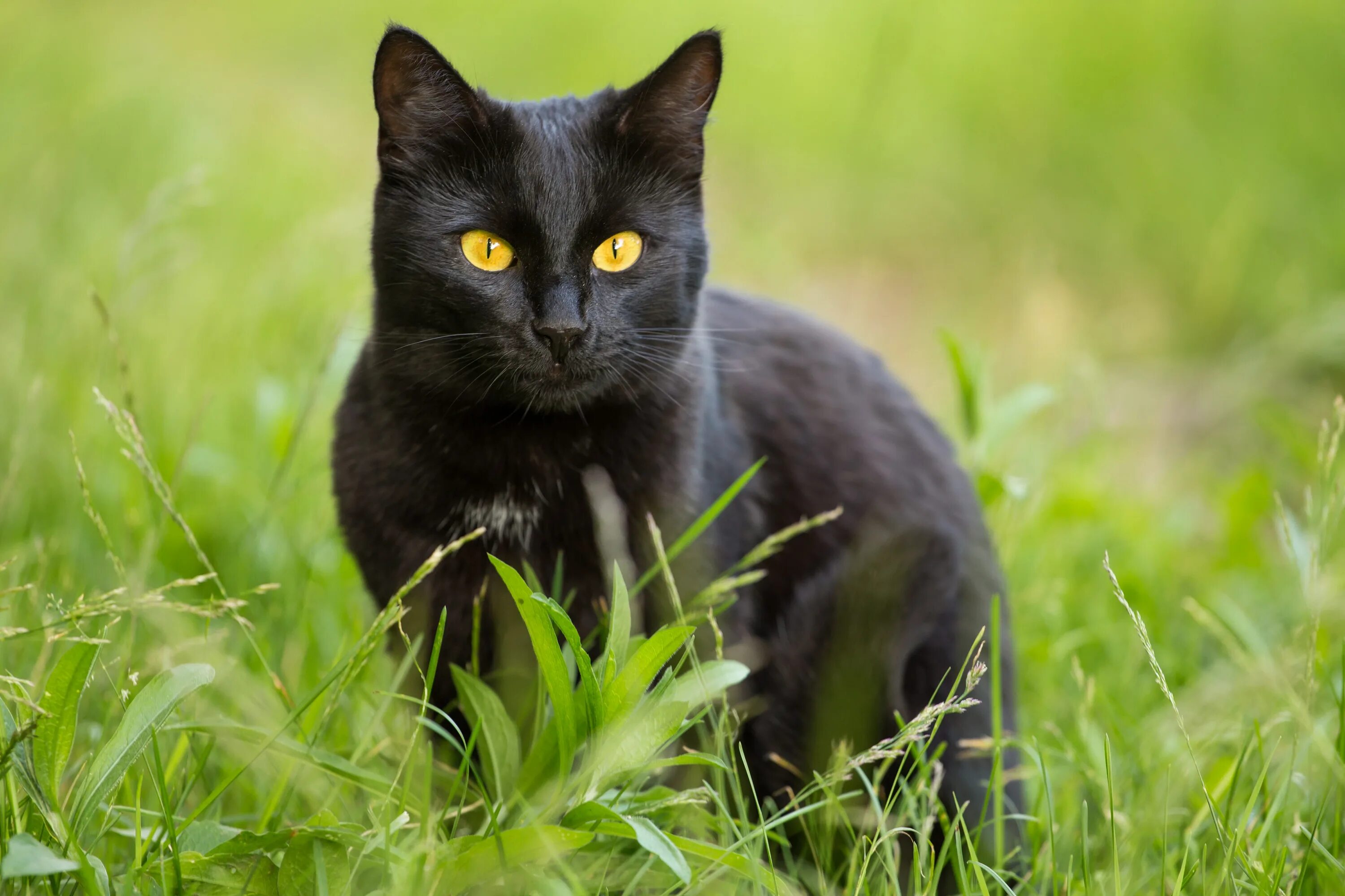 Кошка с желтыми глазами порода. Бомбейская кошка. Бомбейская черная кошка. Британская Бомбейская кошка. Бомбейская кошка пушистая.