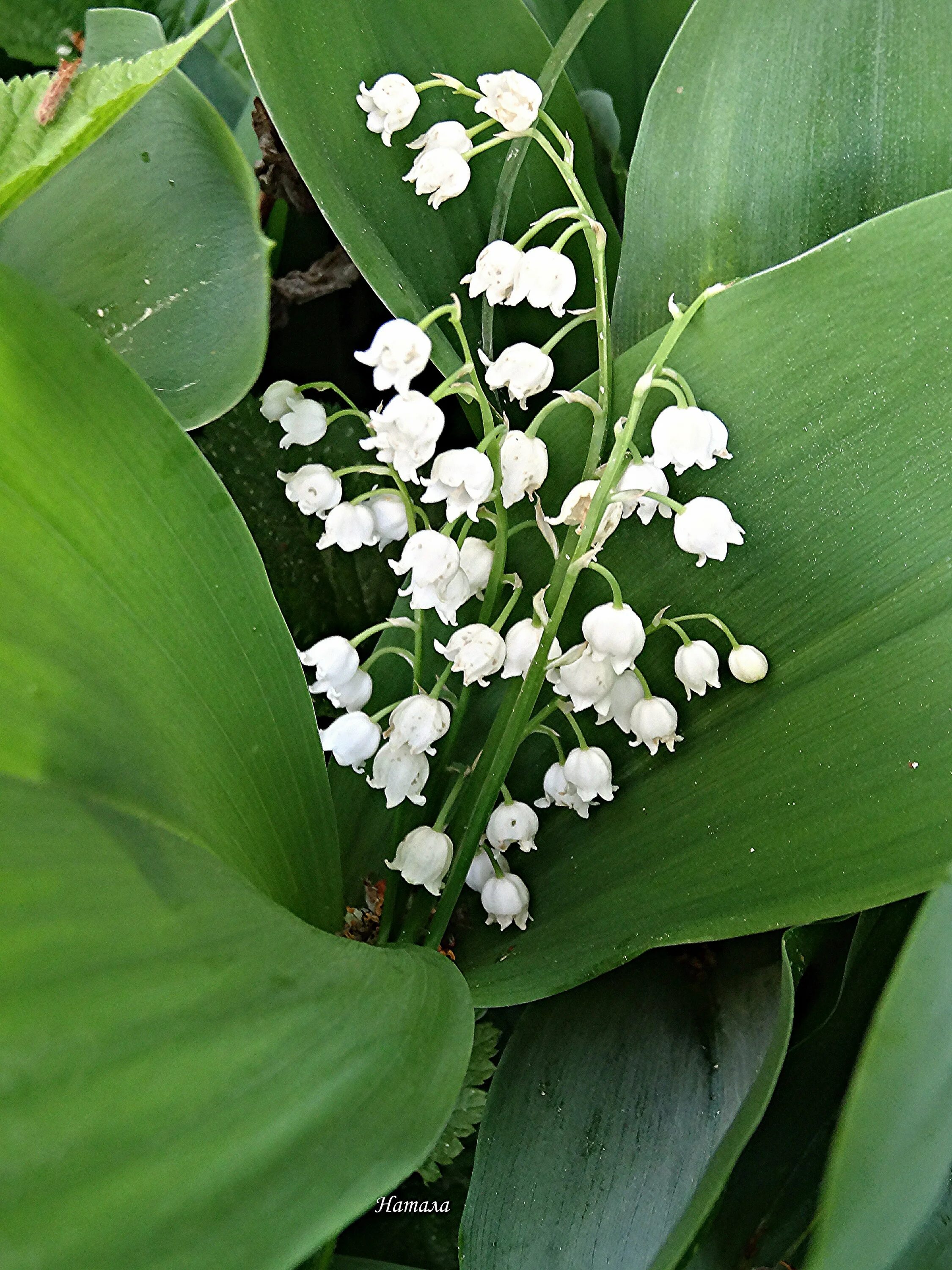 Convallaria majalis. Покажи картинку ландыша. Конваллярия майялис. Покажи картинку ландыша. Конваллярия майялис.