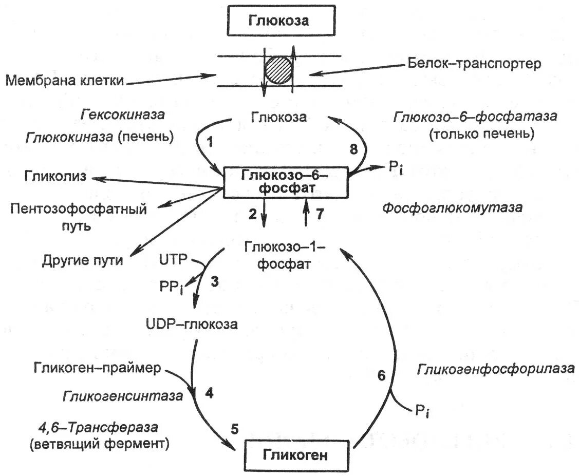 Регуляция синтеза и распада гликогена схема. Синтез и распад гликогена биохимия. Синтез гликогена биохимия схема. Схема обмена гликогена.