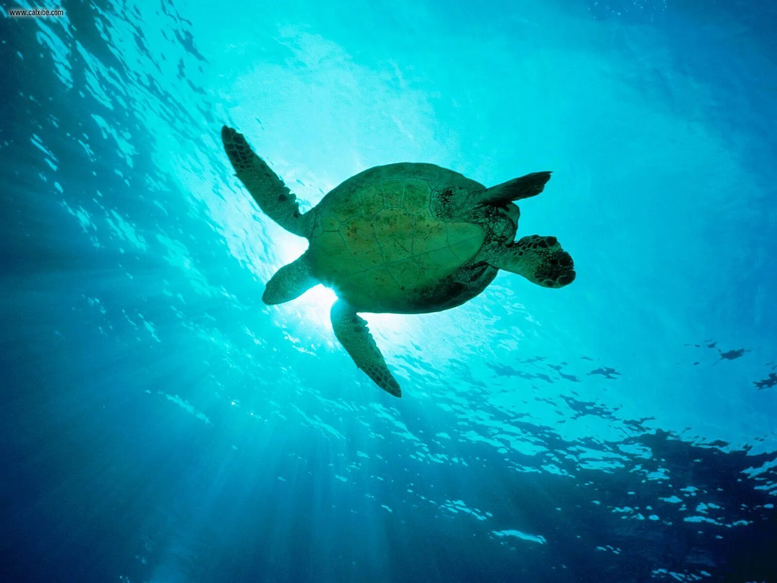 Animals swim