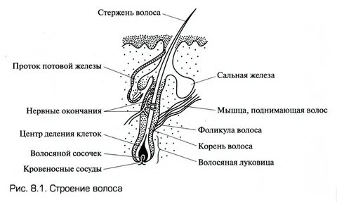 Средний слой волосяного стержня