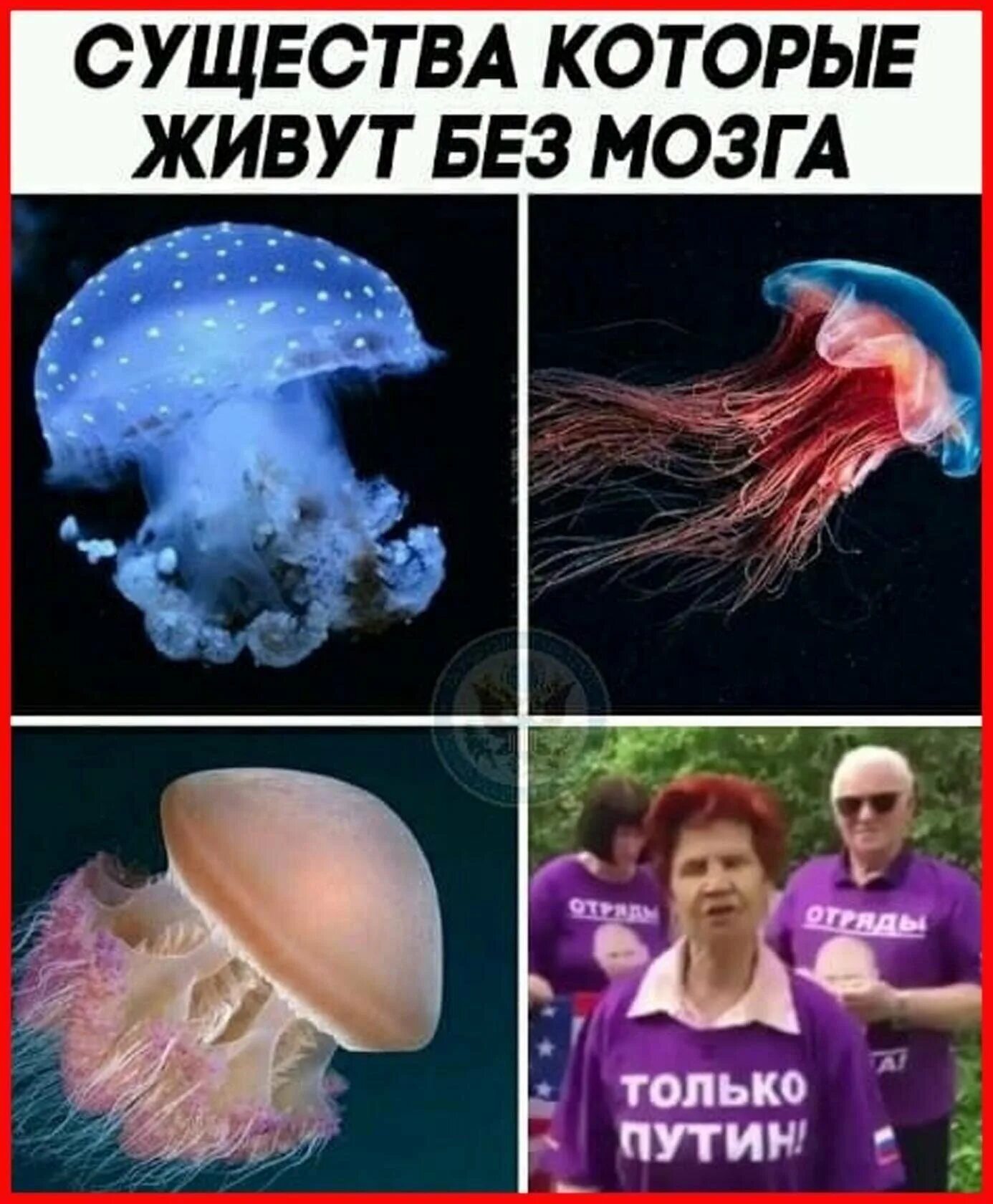 У медузы нет мозга. Существа живущие без мозга. Мозг медузы. У медузы есть мозги