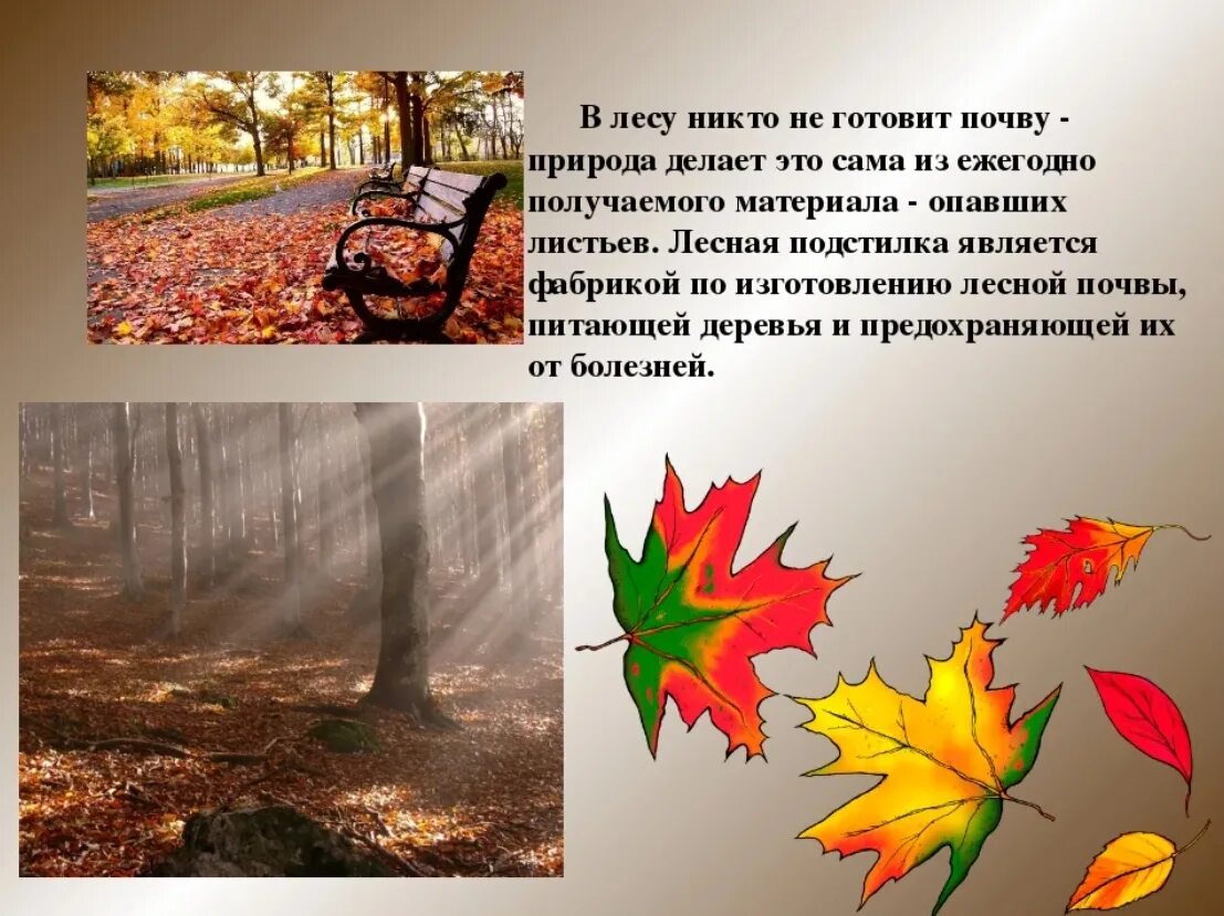 Куда деваются листья. Презентация опавшие листья. почему листья опадают с деревьев. почему осенью опадают листья с деревьев. дерево с опавшими листьями.