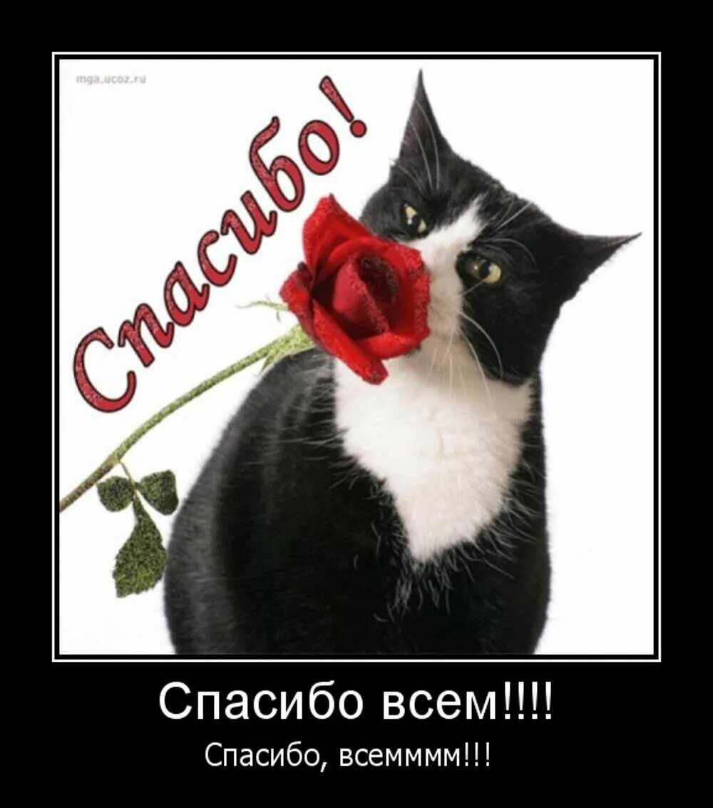 Кот говорит спасибо. Открытки с благодарностью. открытка спасибо огромное. спасибо кот. открытка спасибо с котиком.