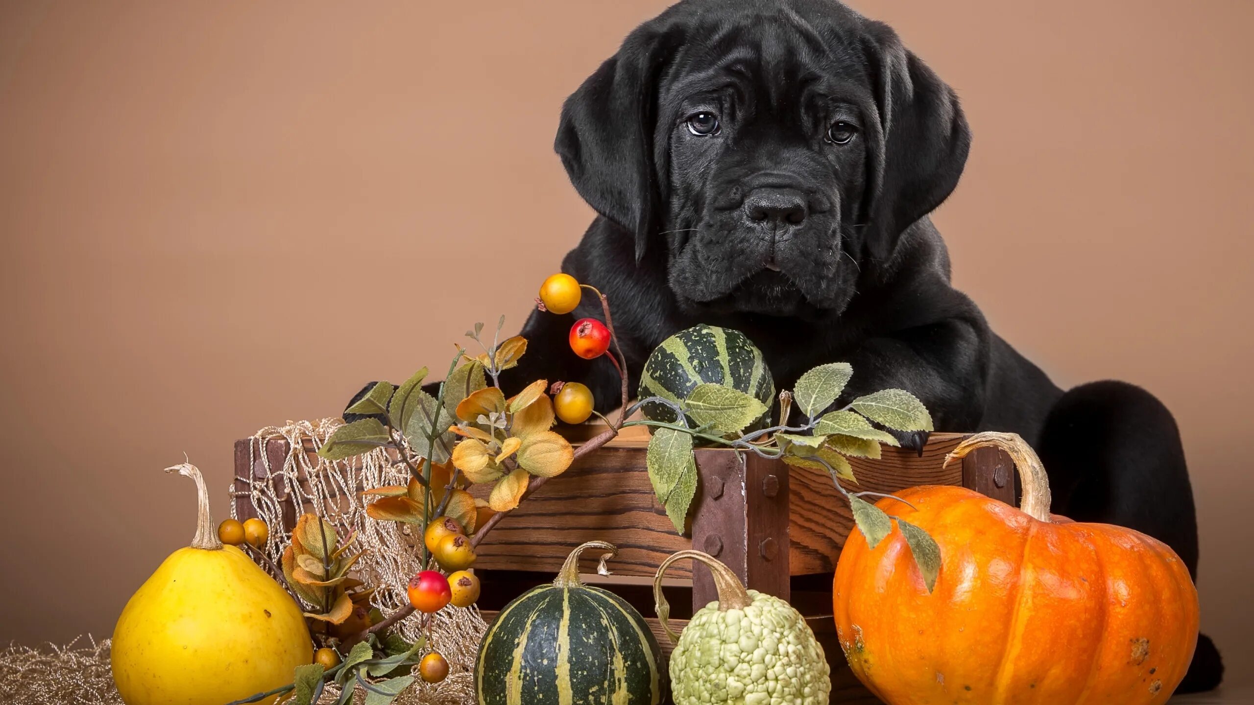 Тыкв щенку. Собачья тыковка. Щенок тыковка. Собака с тыквой на голове. Тыкв щенку.
