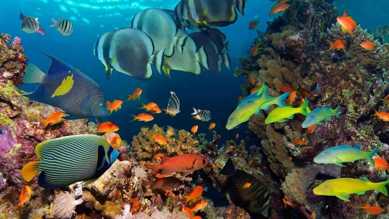 Морской мир россии. Шармель Шейх подводный мир. Dodo пазл «подводный мир». Рыбки в Шарм Эль Шейхе. Коралловый риф в Шарм Эль Шейхе.