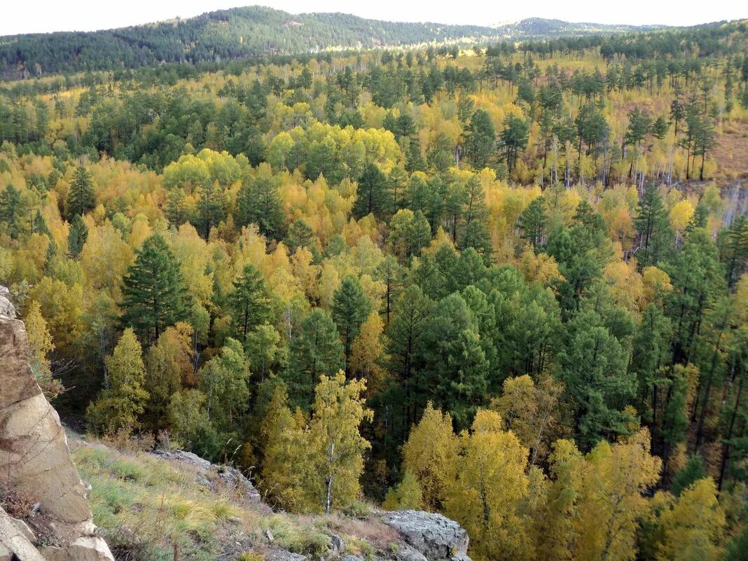 Лес забайкальского края. Лес забайкальского края. Леса забайкалья. Леса забайкалья. Природа забайкальского края осенью.