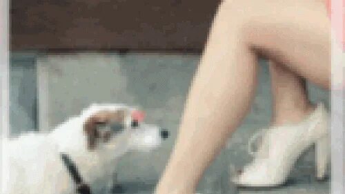 прикольные анимашки. собака у ног женщины. собака у ног женщины. дрессировка трюков с собаками. собака между ног девушки.