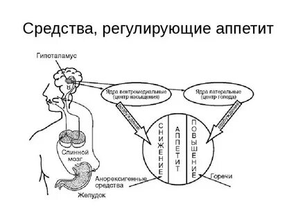 Регулирует аппетит