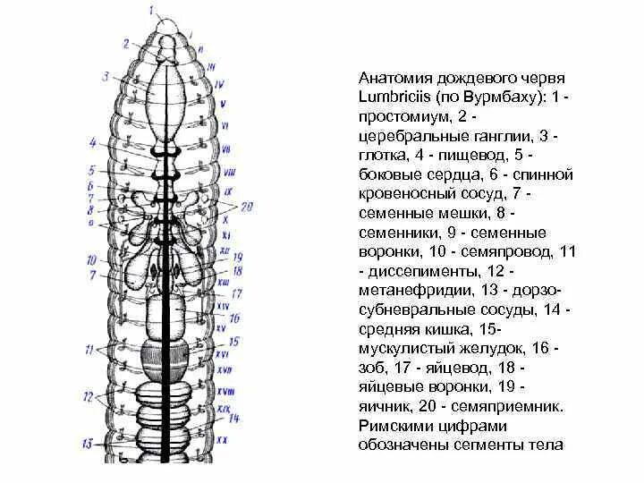 Ганглий у дождевого червя. Ганглий у дождевого червя