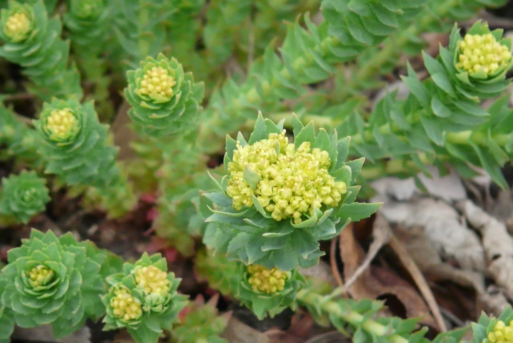 Родиола розовая полезные. Золотой корень родиола. Родиола розовая Rhodiola rosea. Золотой корень Rhodiola rosea. Родиола Арктическая.