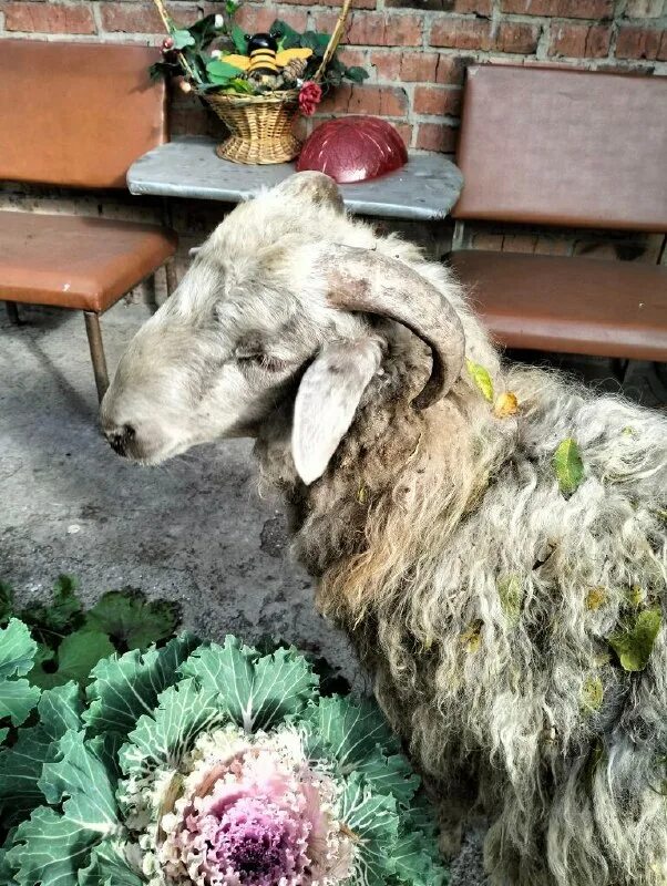 мериноландшаф порода овец. потерянная овечка. овца потерявшаяся в австралии. пастух с ягненком на руках. картина зима овца потеряла ягнёнка и летают вороны.