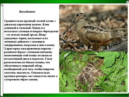 Где обитает вальдшнеп