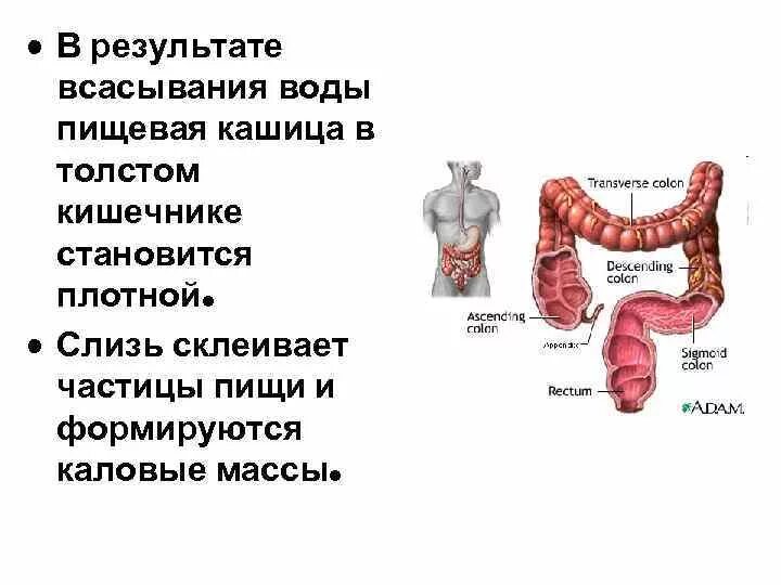 Прямая кишка всасывание веществ